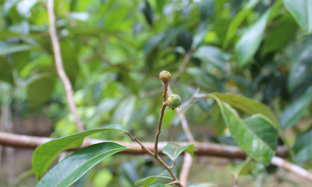 Aceites esenciales amazónicos Tresana