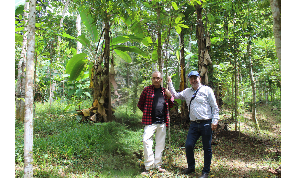 Aceites esenciales amazónicos Tresana