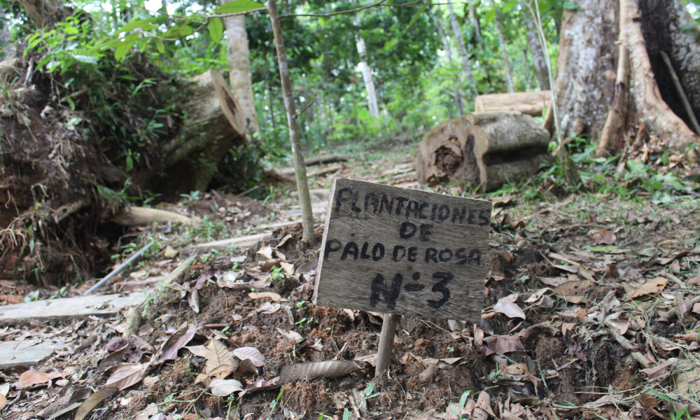 Aceites esenciales amazónicos Tresana