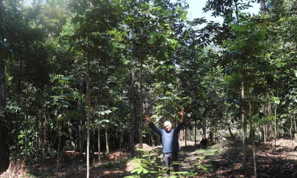 Aceites esenciales amazónicos Tresana