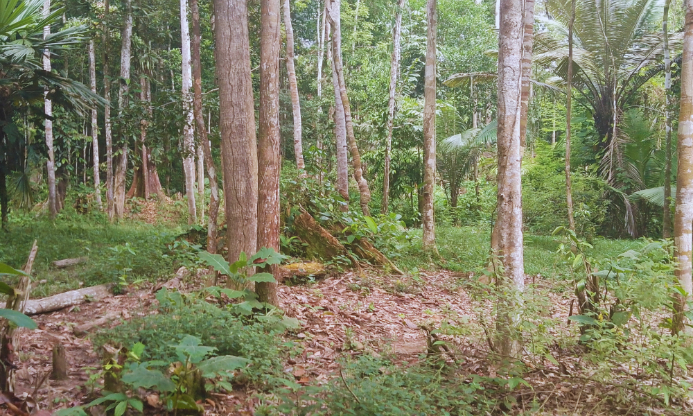 Aceites esenciales amazónicos Tresana