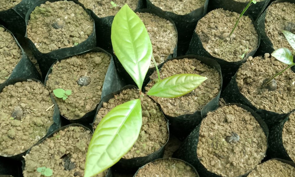 Aceites esenciales amazónicos Tresana