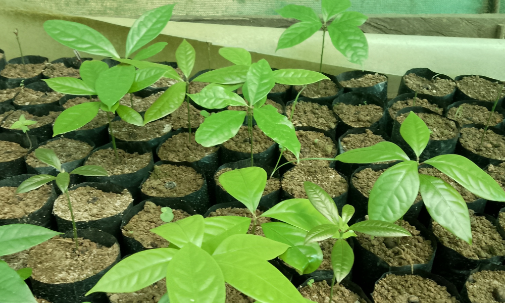 Aceites esenciales amazónicos Tresana