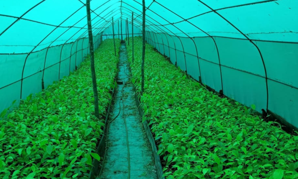 Aceites esenciales amazónicos Tresana