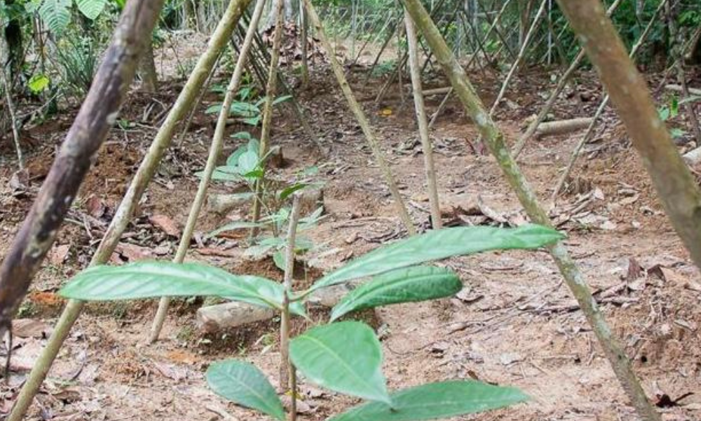 Aceites esenciales amazónicos Tresana