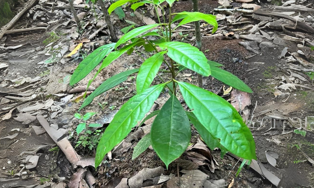 Aceites esenciales amazónicos Tresana