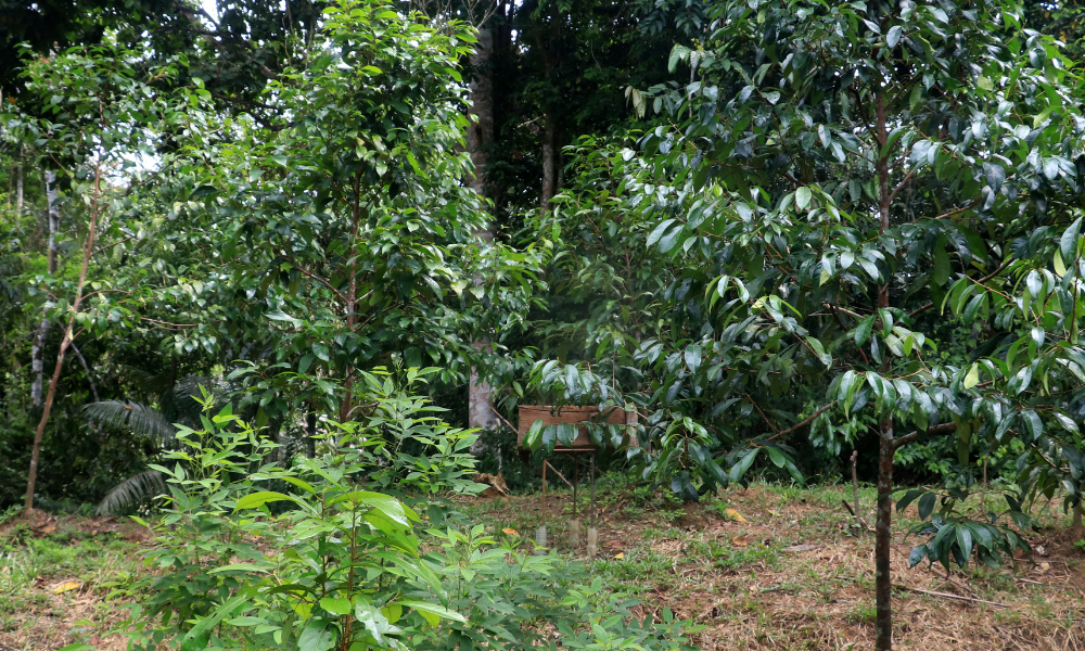 Aceites esenciales amazónicos Tresana