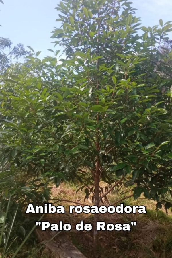 IMG-20240213-WA0010(1)